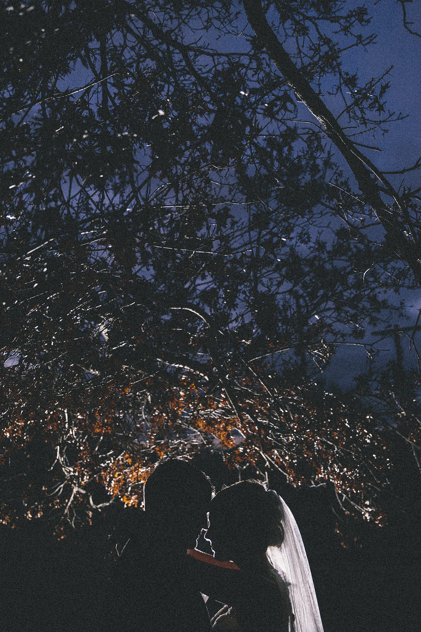 dramatic, silhouette, trees, edgy, romantic, wedding portraits 