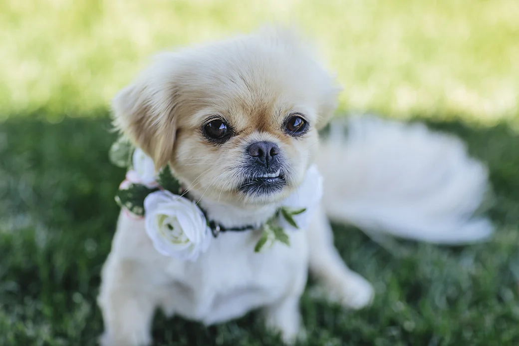 CC_Wedding092.jpg
