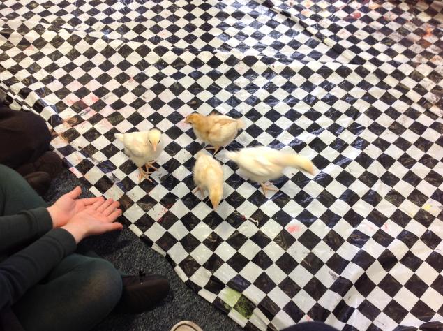  The chicks came to visit us and we got the chance to stroke them. 
