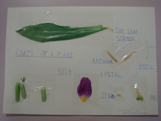  As part of our Plant Week, we looked at the different parts of plant. First we dissected a tulip to find out what parts make up a plant. There were a lot more than parts than we thought. We stuck each part on card and then researched the names of th