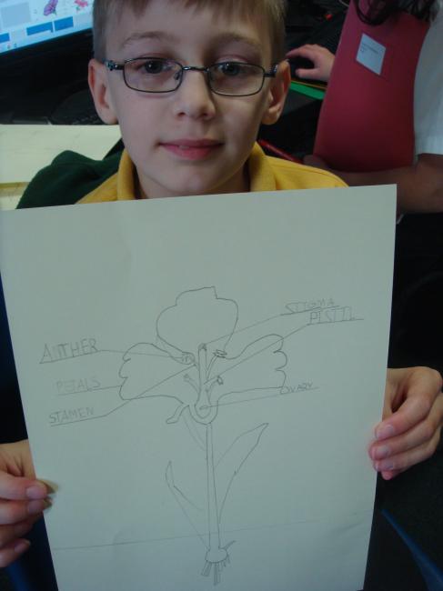  Next we drew a diagram of the plant and labelled each part. We worked together to find out the role or function of each of the different parts. Some are quite tricky! Did you know a plant has a male and female part? Can you find them on the diagram 