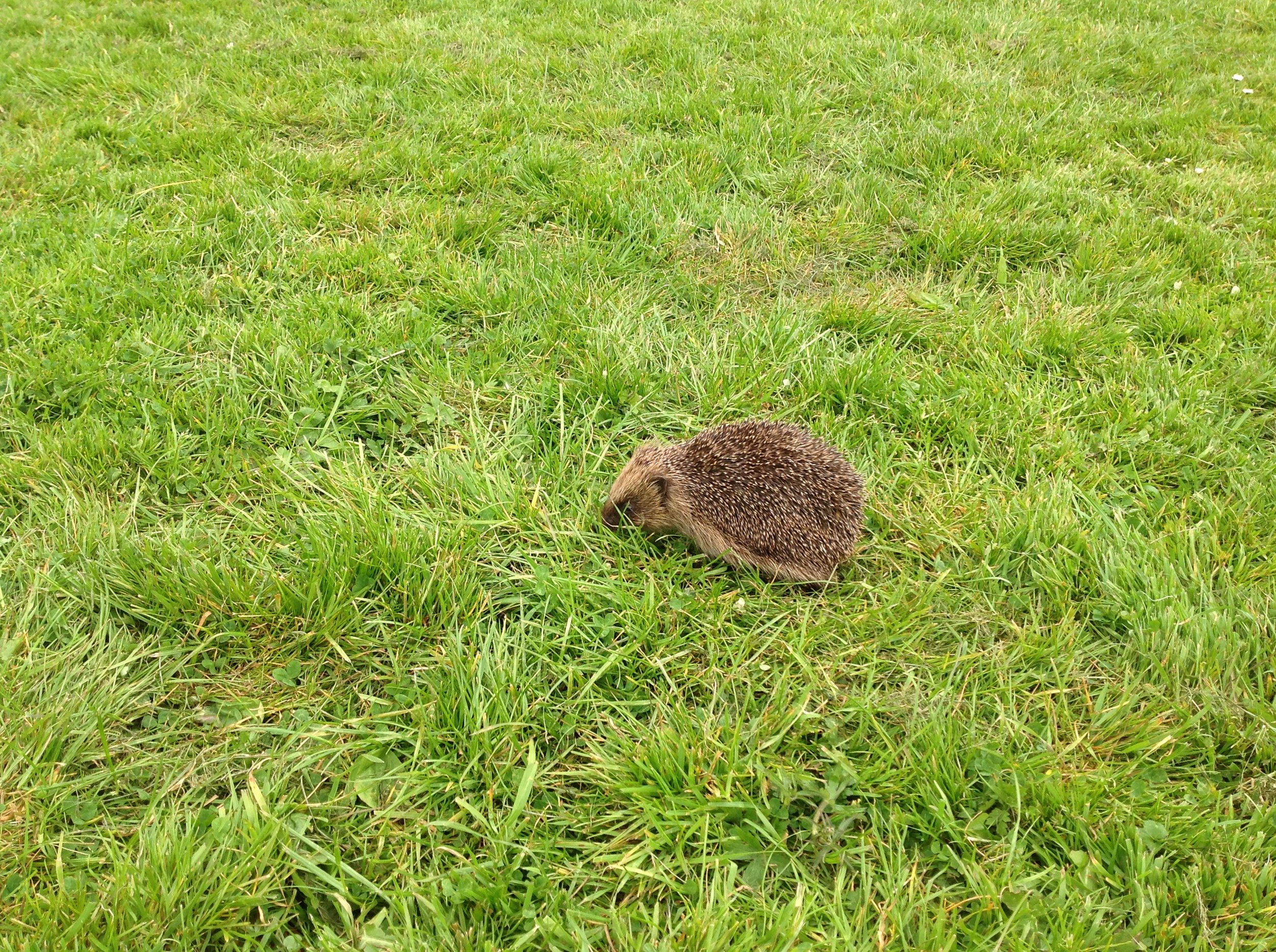 And look what we found on our nature walk.