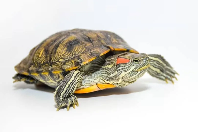 M&B Promotions Reptile Expo