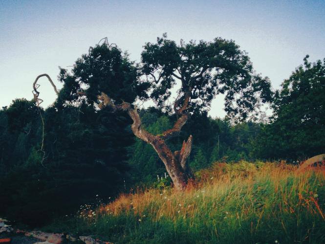 Oak Tree site