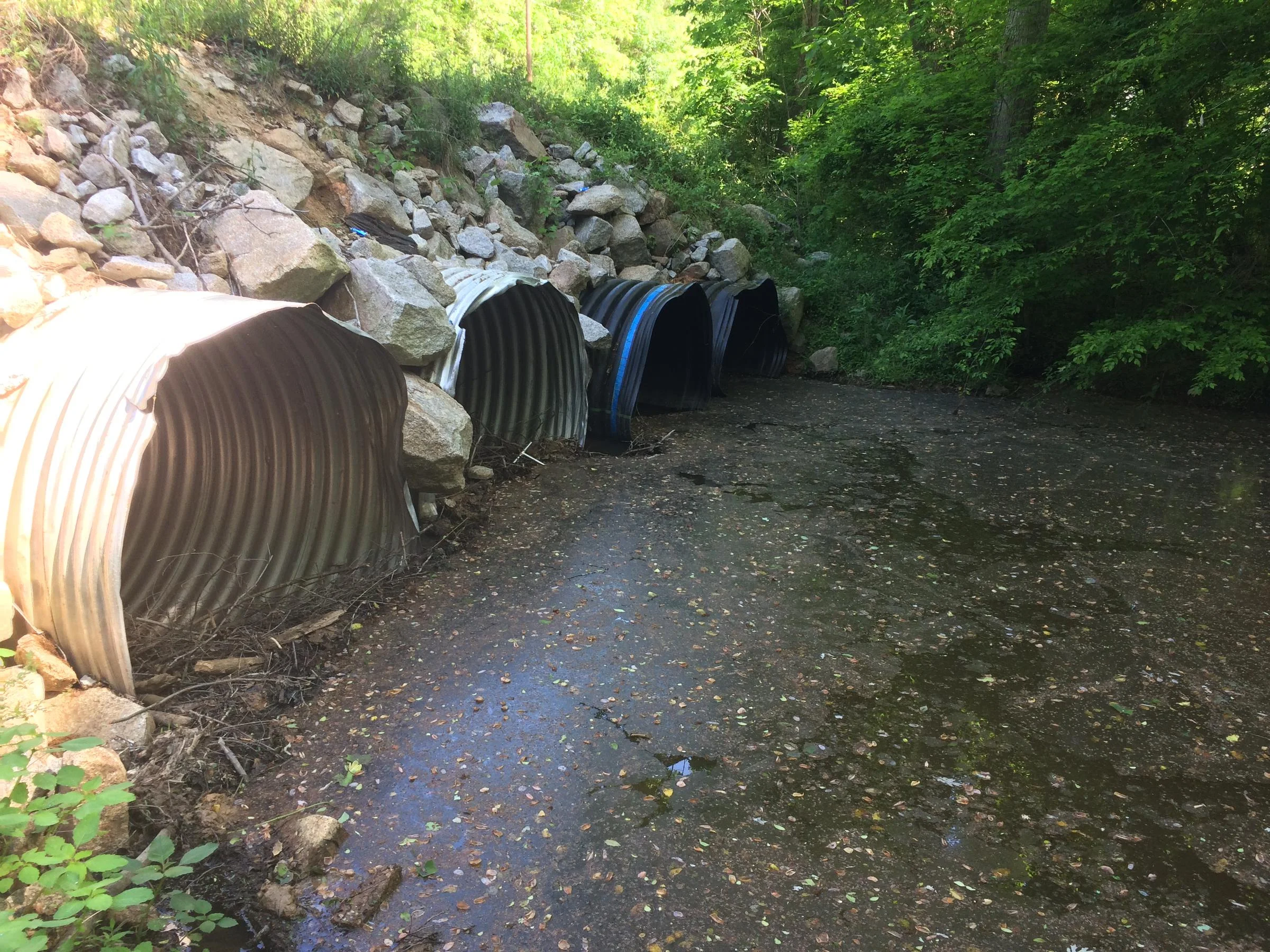 Mussels Survive as Road Crossings are Repaired