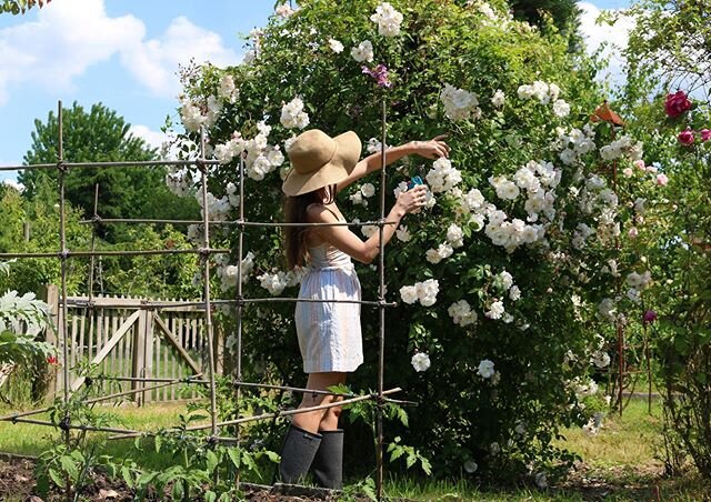 There&rsquo;s a way to preserve the magical perfumed petals of spring all year. My last live instatv class is on rose toner and extracting flower waters and rose petal infused pannacotta. These recipes are also on my website. Along with a recap of my