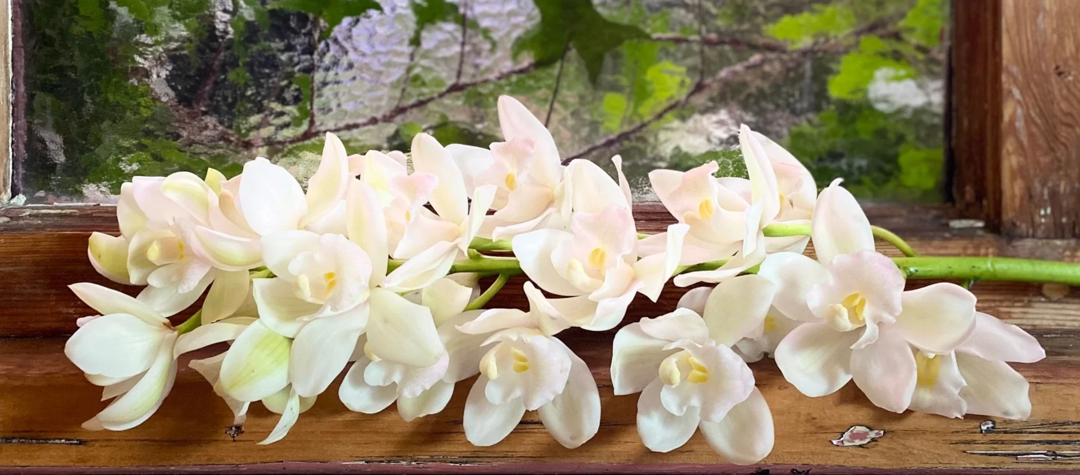 orchid.jpg