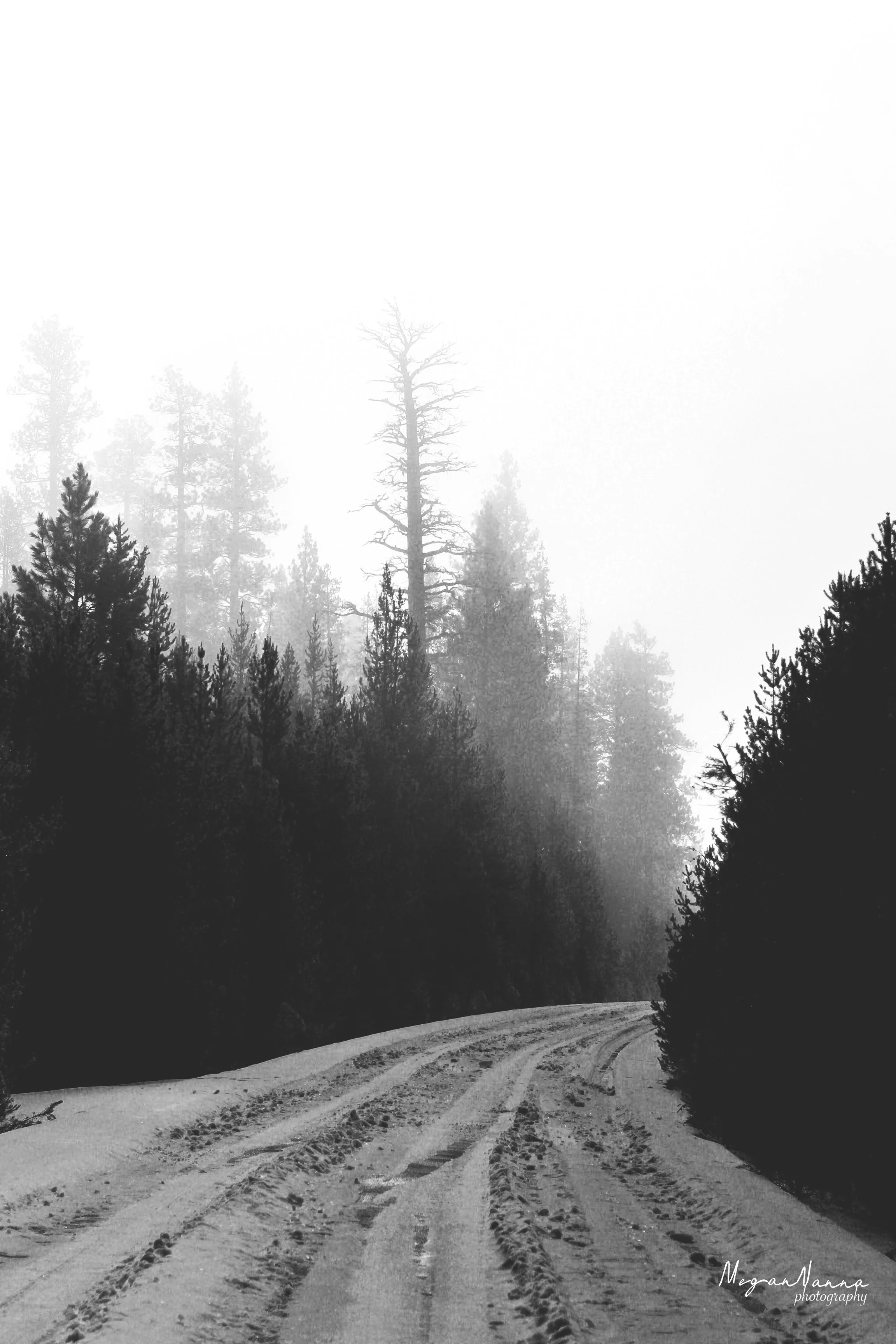 roadtree.jpg