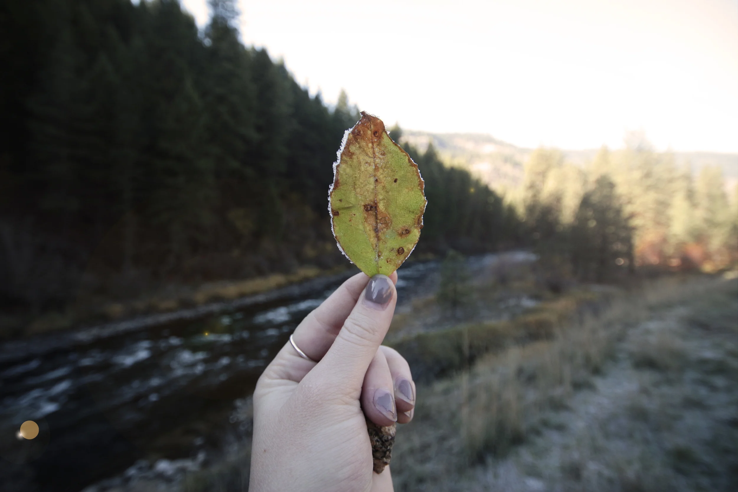 MCCALLleaf.jpg