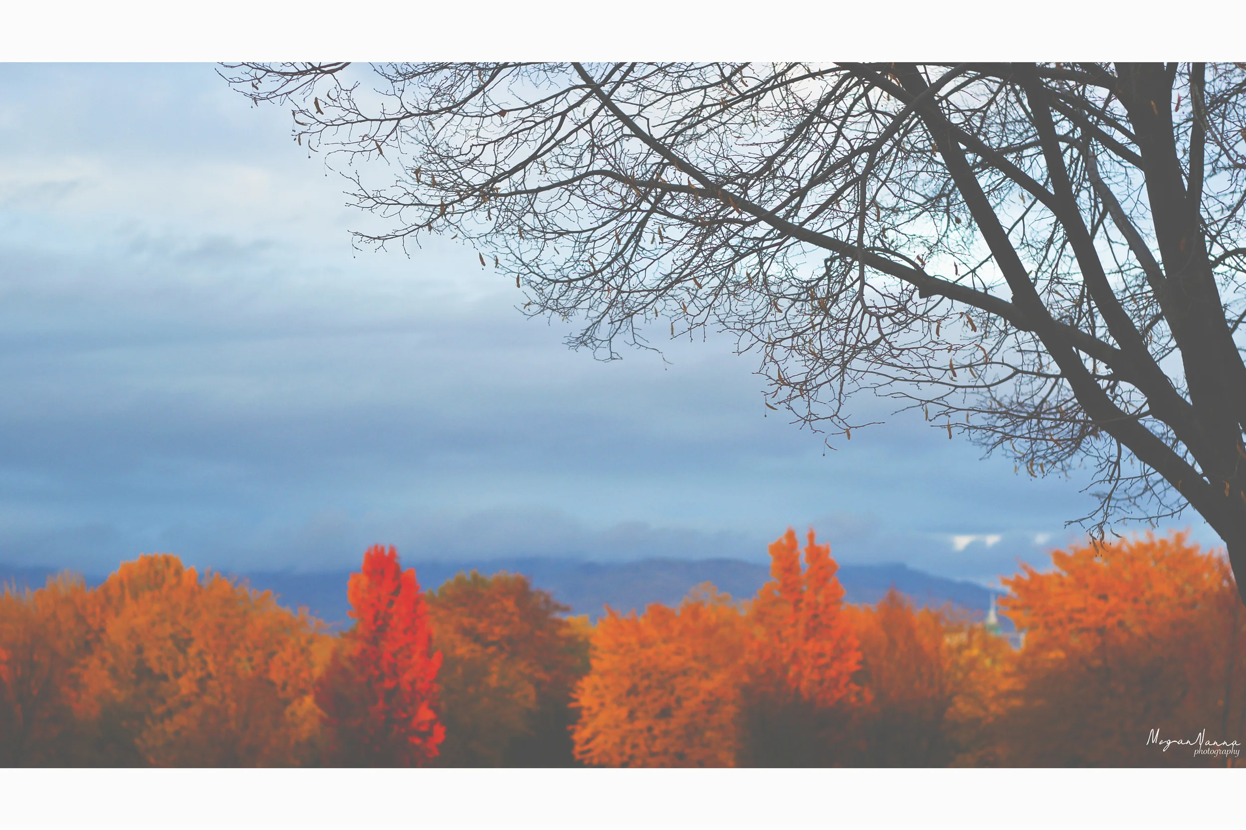 falltrees.jpg