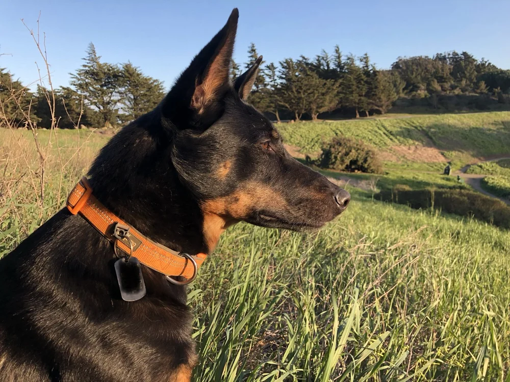 How Much Is Dog Boarding And Training