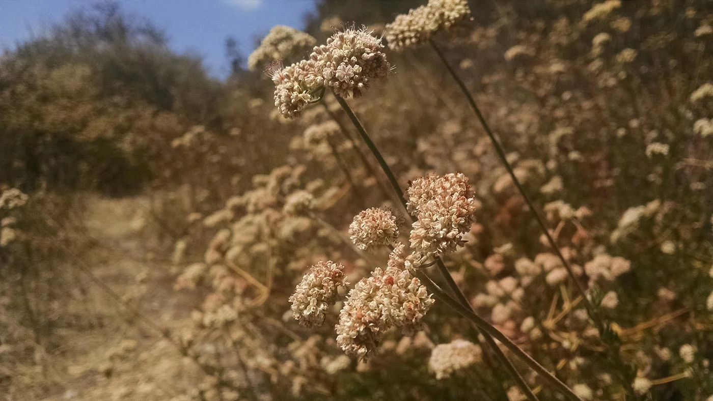 California buckwheat, Erigonum fasciculatum, blooms throughout the late spring and summer giving a moderately intense honey with extremely strong floral characteristics.