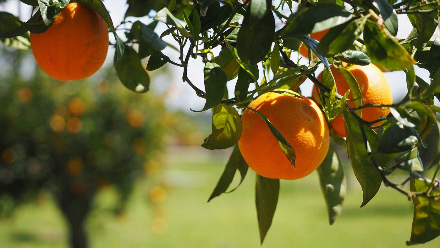 Citrus is a critical California specialty crop. Luckily for us, citrus crops such as orange, lemon, and grapefruit make delightfully light and refreshing meads and are prevalent in San Diego.