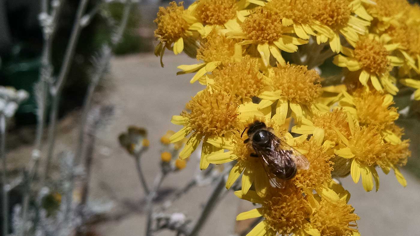 Bees in residential areas create hyper-local regional blends. This was taken in our front yard.