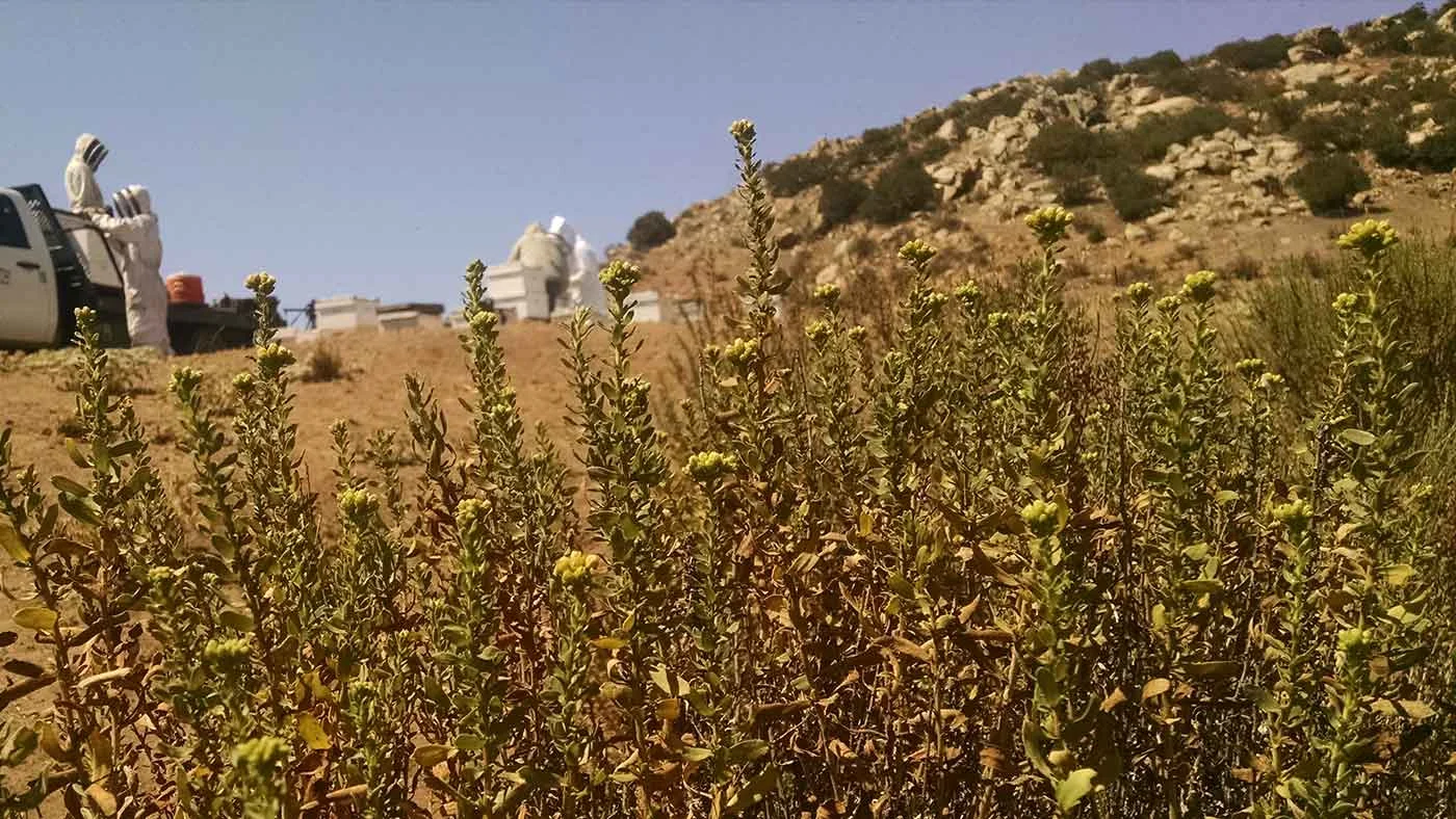 Our team works to collect local San Diego mountain wildflower honey from our hives. In the foreground is a native California goldenbush, Isocoma menziesii .