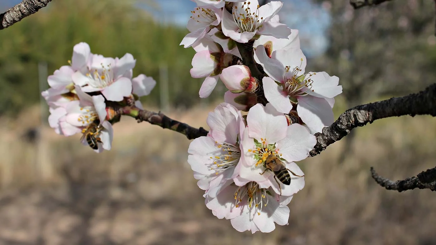 Bees pollinating almond flowers.