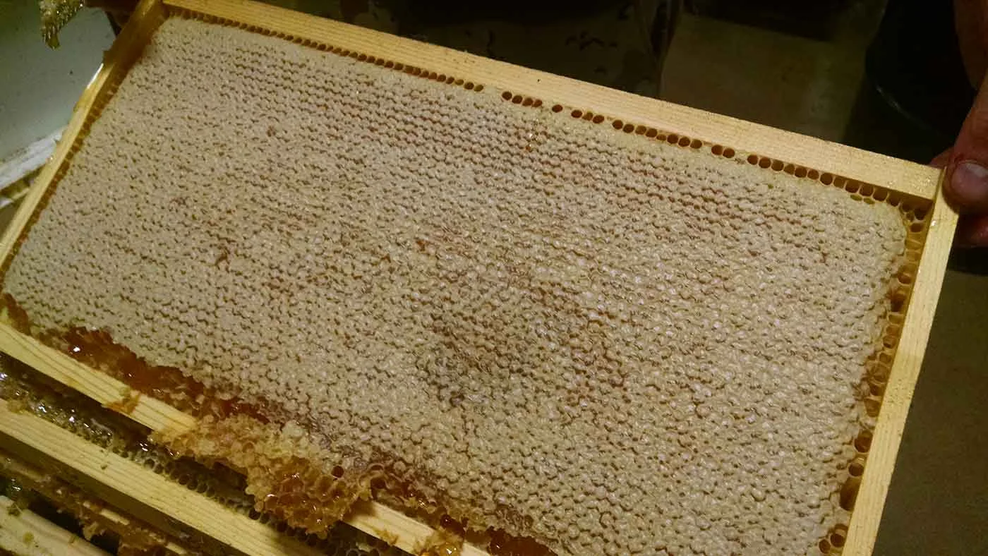 Capped honey from our estate hives. This frame contains delicious San Diego mountain honey that we'll be using in our 2017 Summit mead!
