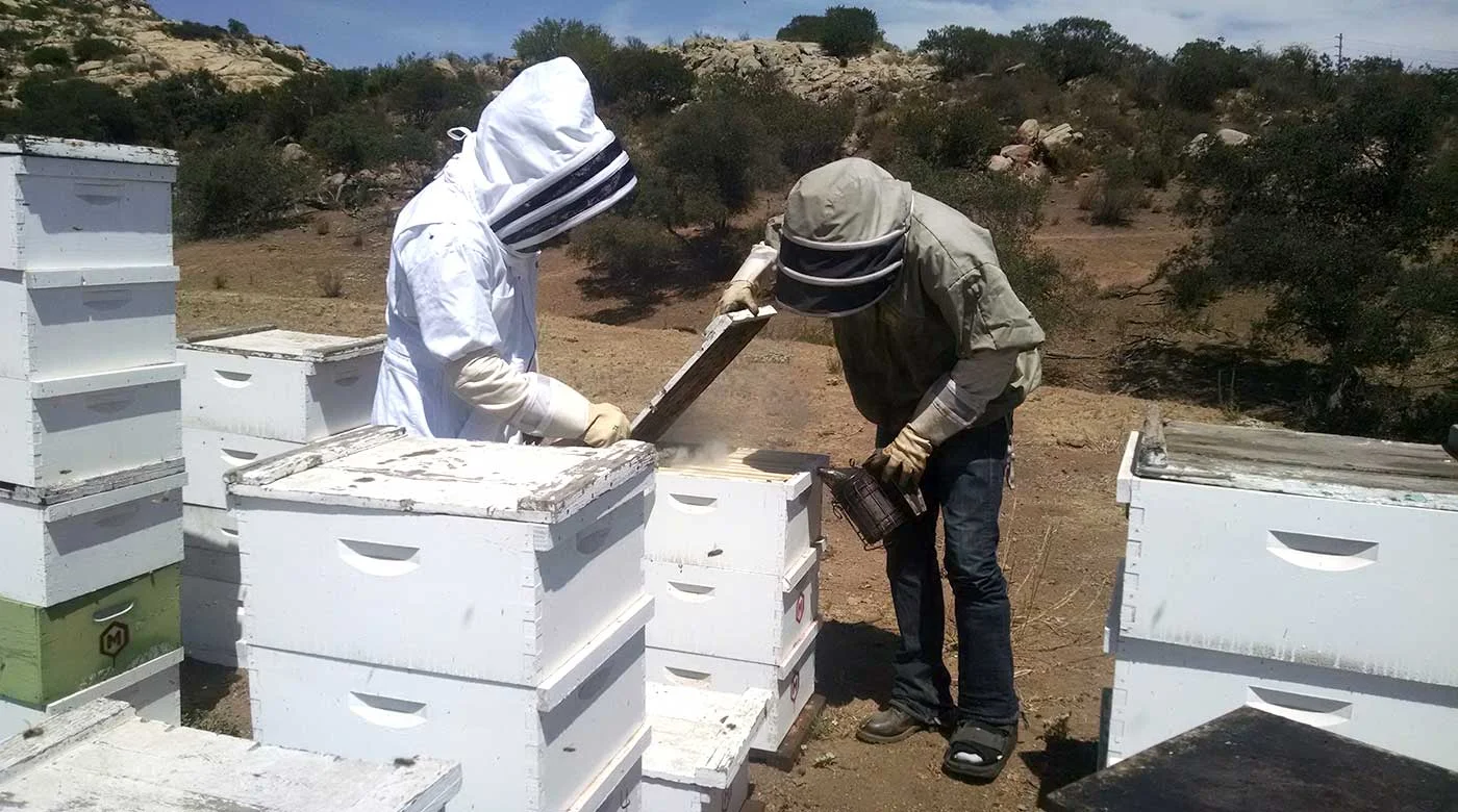 Meaderies have the chance to buy honey in bulk directly from local beekeepers to obtain higher quality honey while providing more incentive for beekeepers to prioritize honey-making activities for their bees.