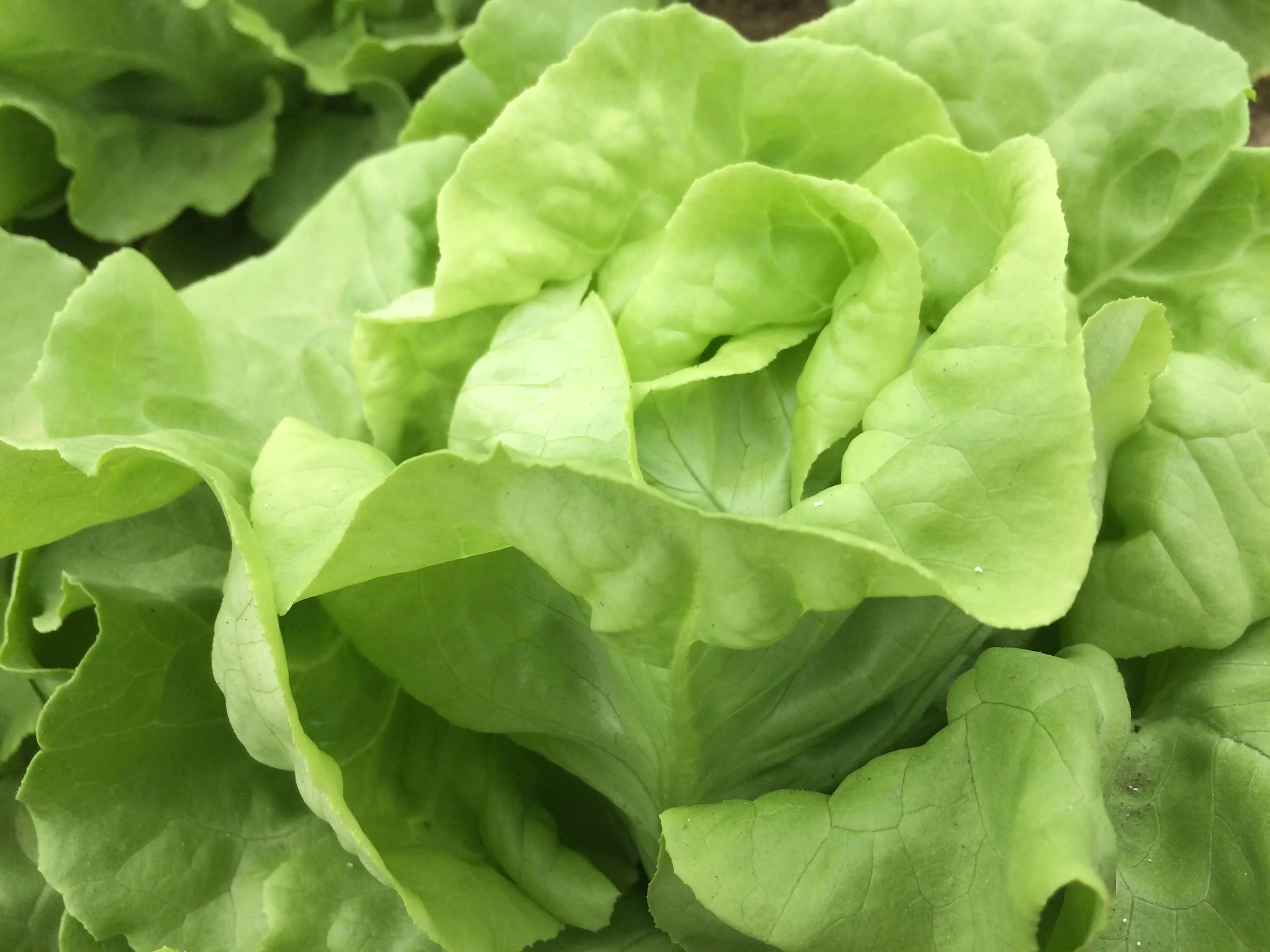 See you at the Petworth Community Market!  