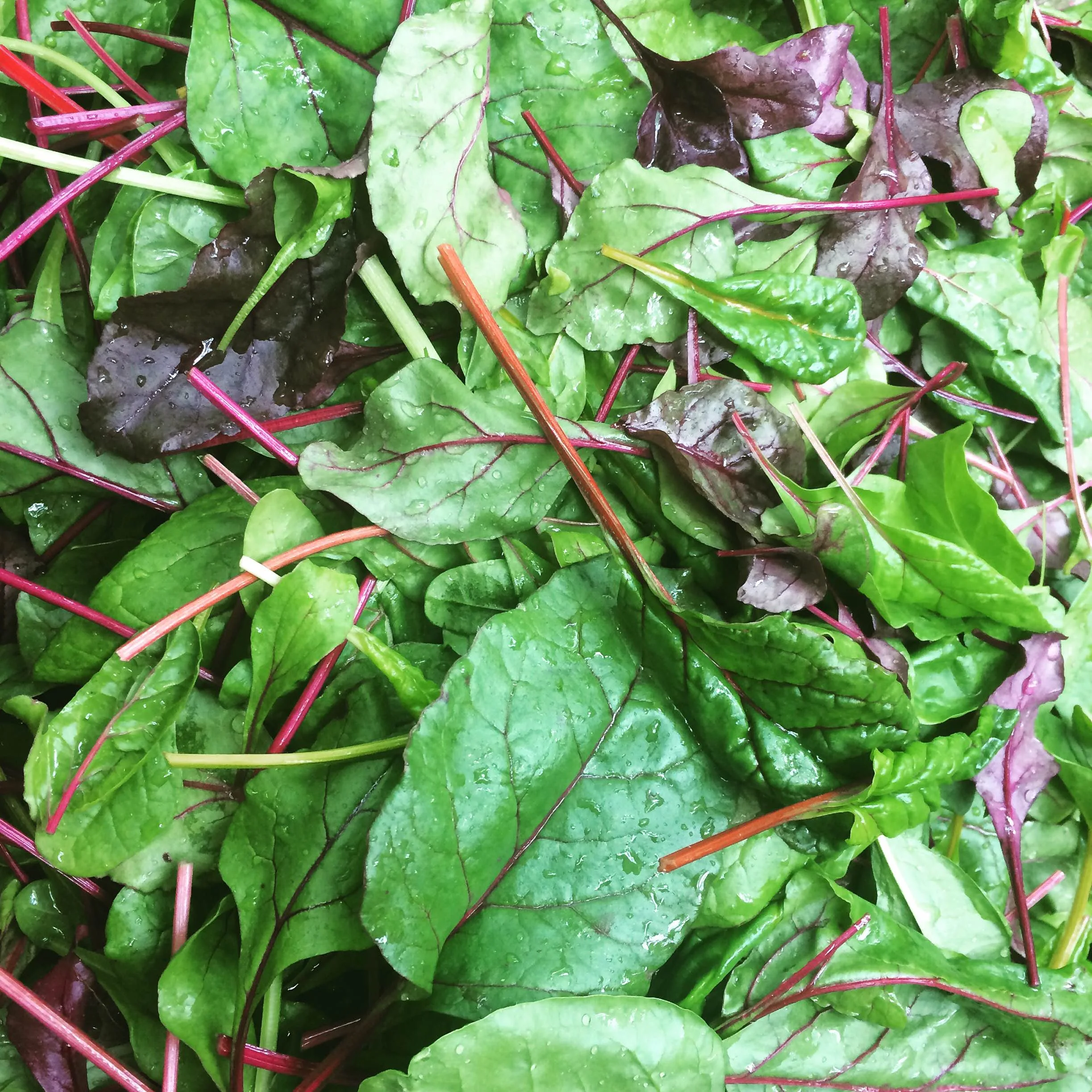 Owl's Nest Farm CSA begins with greens galore!