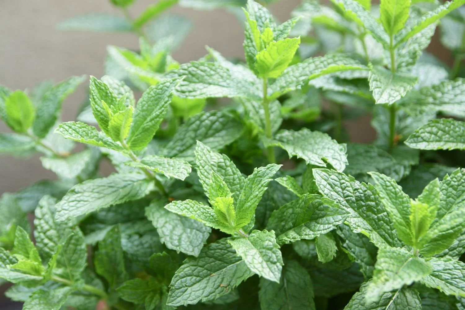 spearmint-plant.jpg