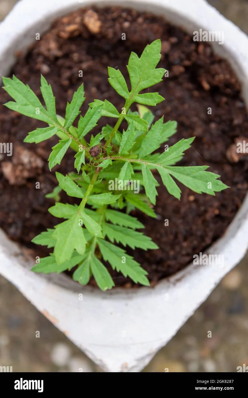 top-view-of-french-marigold-leaves-in-a-flower-pot-with-soil-2GK8287.jpg