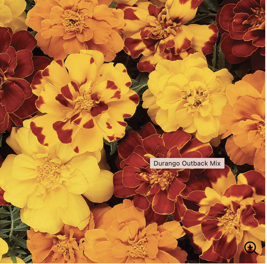 Screen Shot 2024-03-05 at 8.31.29 AM.png