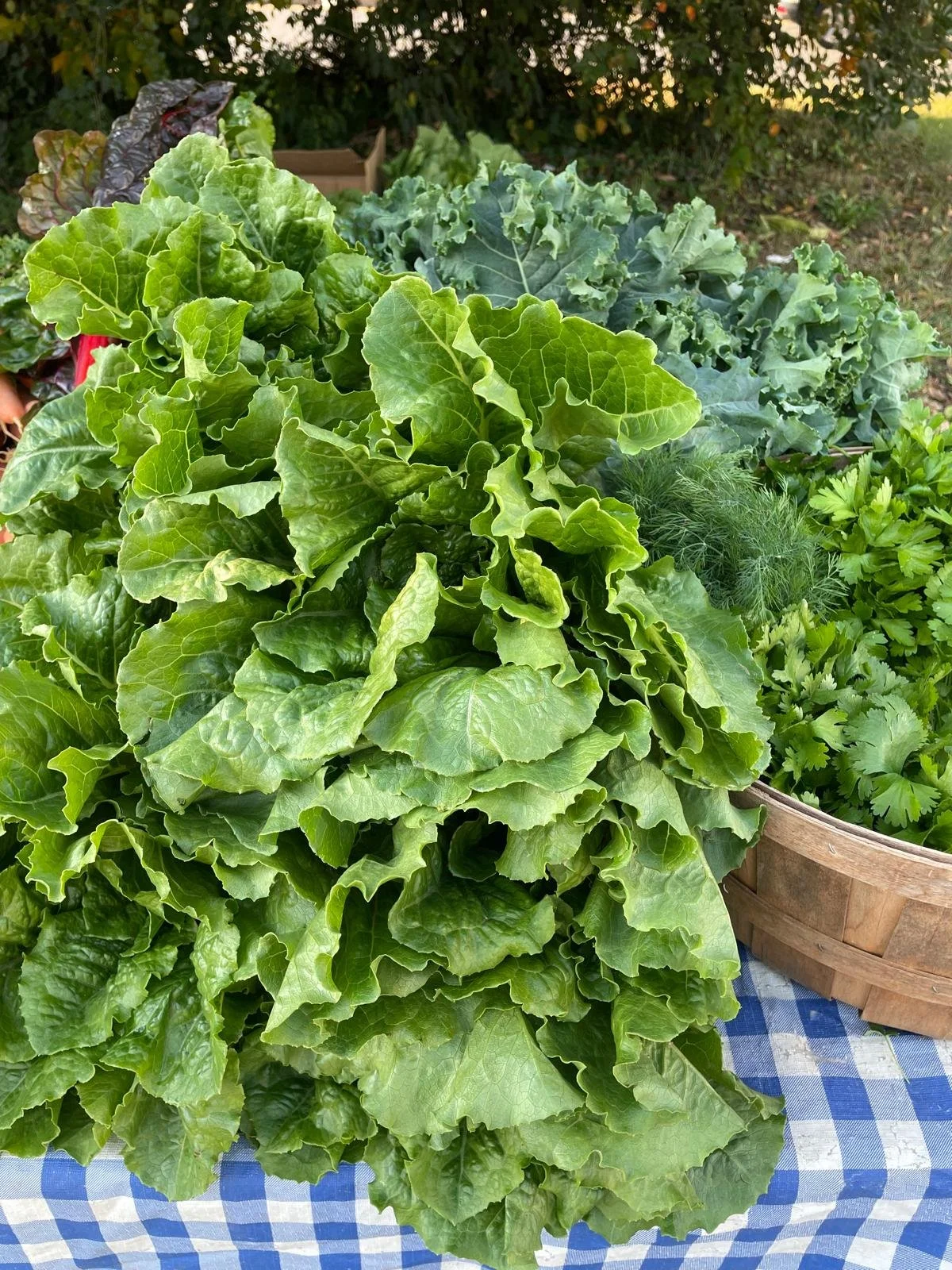 WhatsApp Image 2025-10-21 at 16.49.03 (1).jpeg