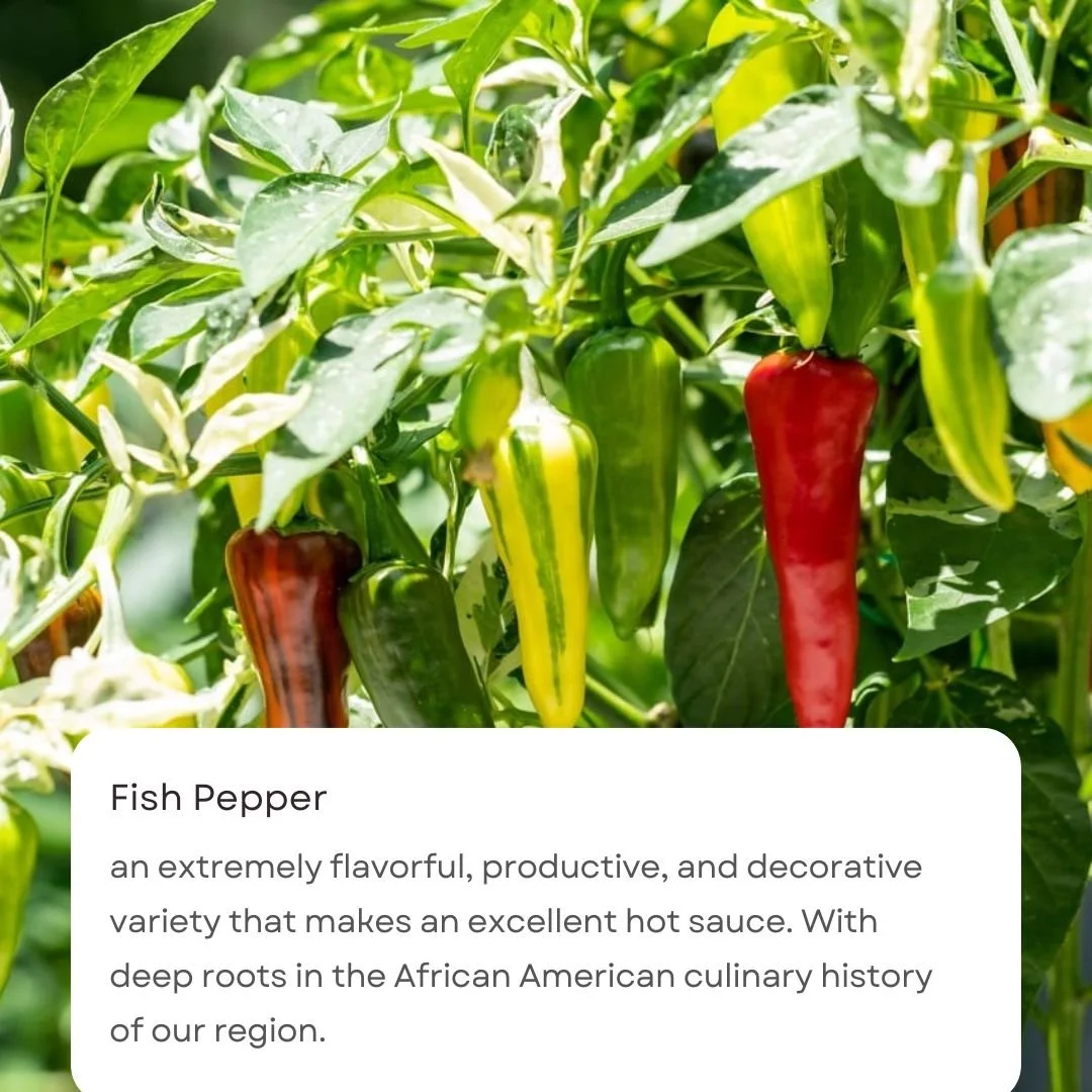 Black & White Caption Notification Quotes Instagram Post(4).jpg