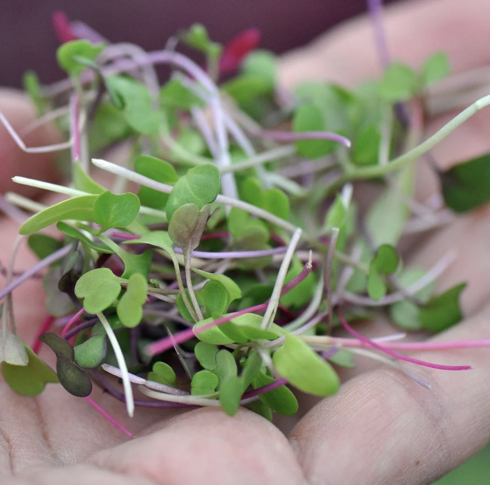 Screen Shot 2024-08-19 at 1.14.26 PM.png