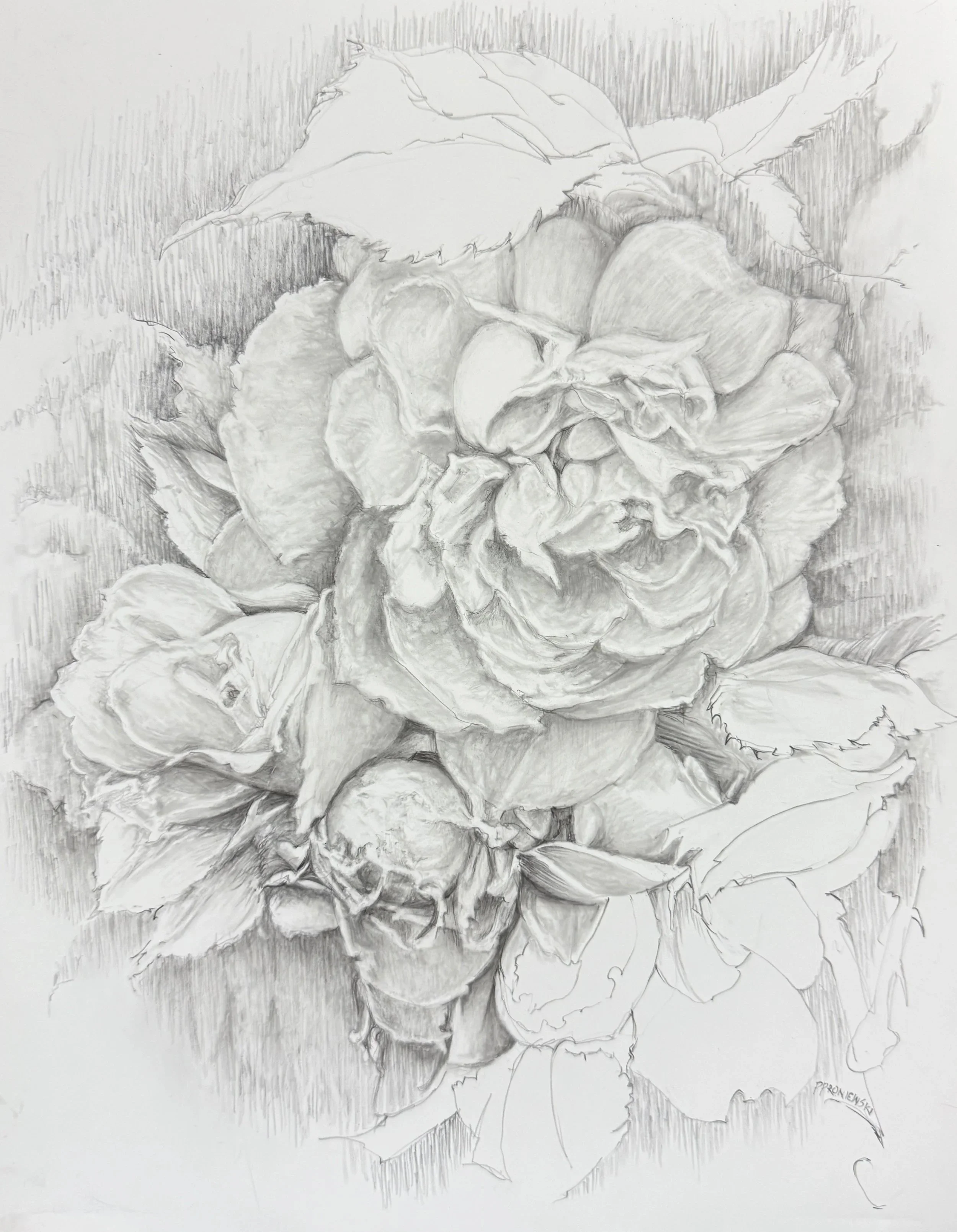 White Roses at Grounds for Sculpture