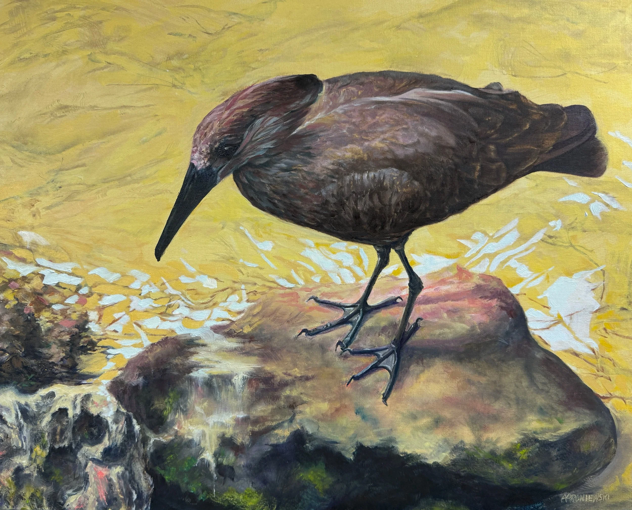 Hamerkop