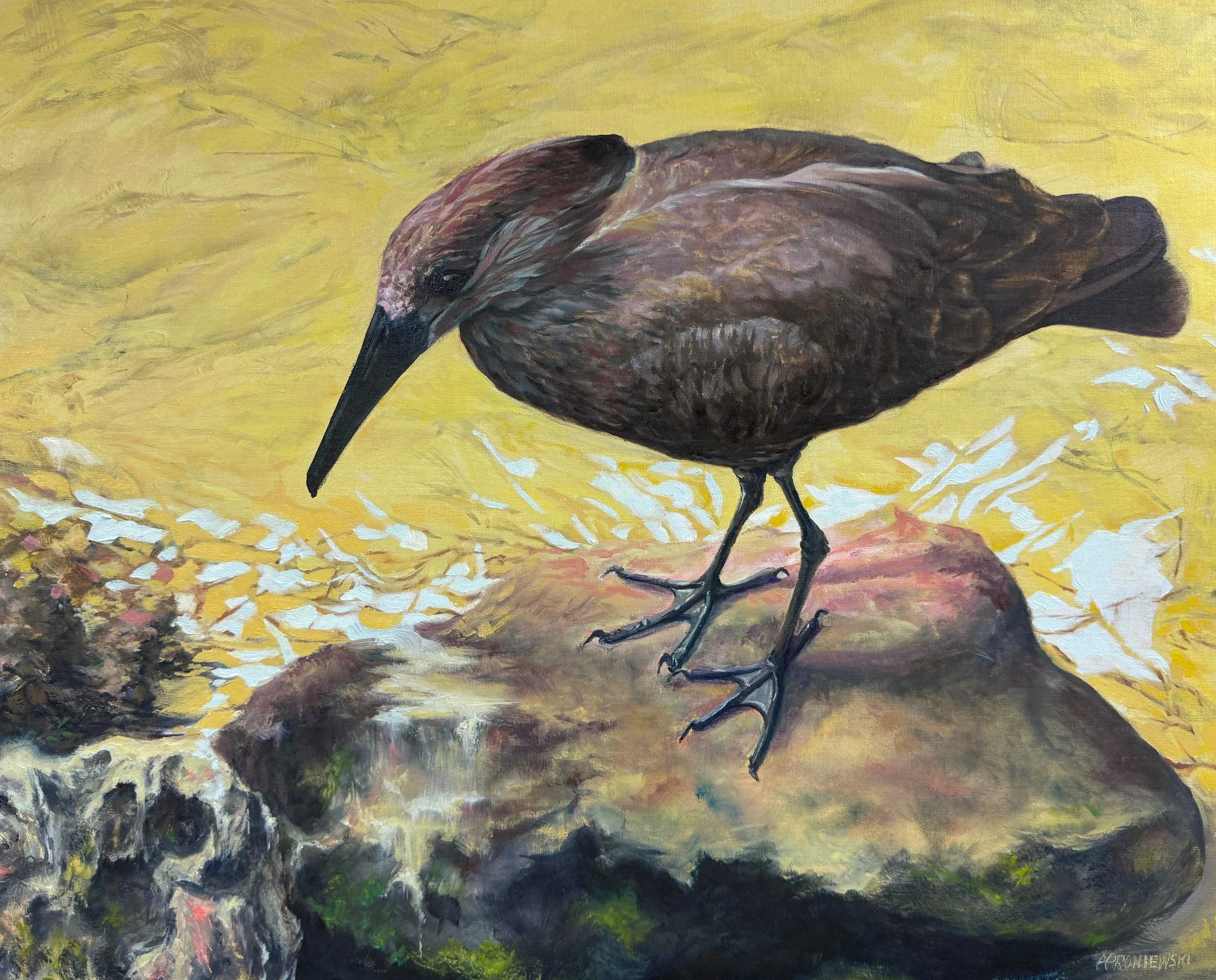 Hamerkop