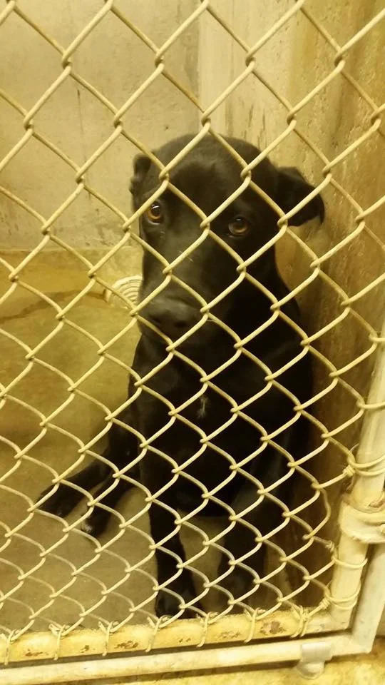 This black lab mix was in the municipal shelter in Big Spring, TX where residents are calling for reform due to the number of dogs being killed by the City.