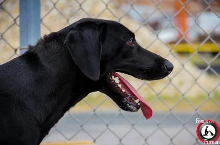 This dog was saved from Corpus Christi, Texas animal control because someone offered to foster.