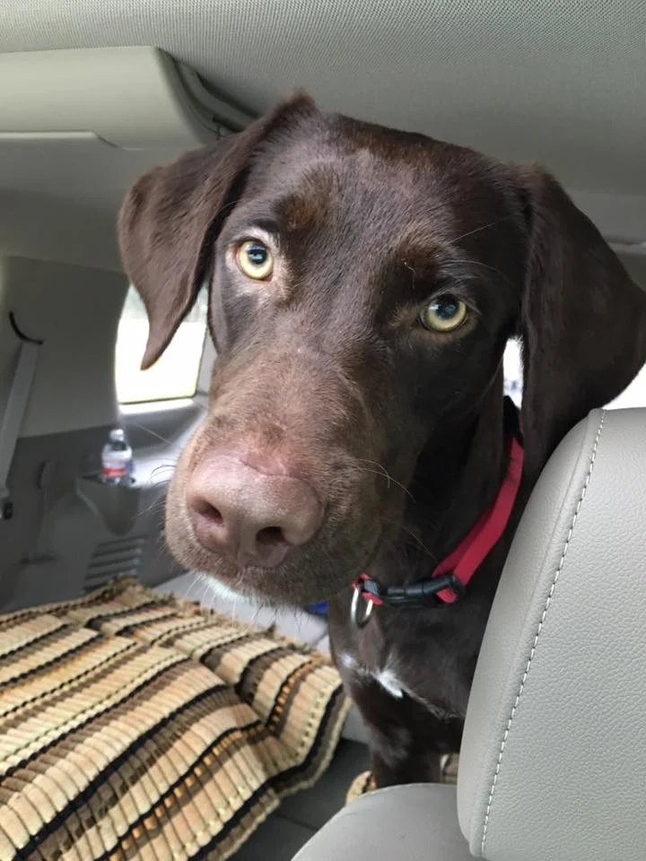 This dog was saved from a high kill shelter because someone offered to foster him for a rescue