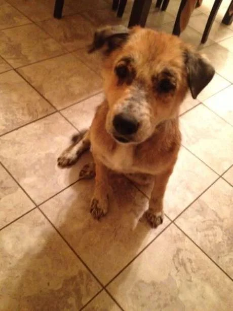 "Sandy" was mistakenly killed by San Antonio Animal Control
