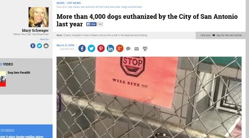 More than 4,800 dogs euthanized by the City of San Antonio during 2013