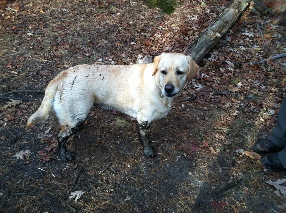 This lab was saved from a high kill shelter.