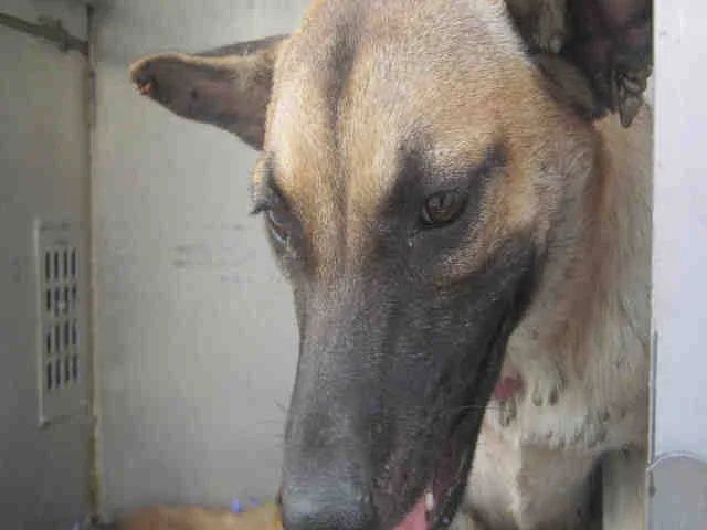 July 4, 2014, San Antonio Animal Care Services Adoption Photo for Tigere, covered in ticks