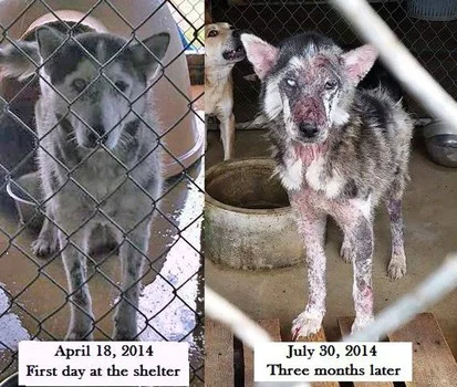 Before and after pictures provided by Big Fluffy Dog Rescue. The group saved and rehabbed the dogs discovered in the animal control facility.