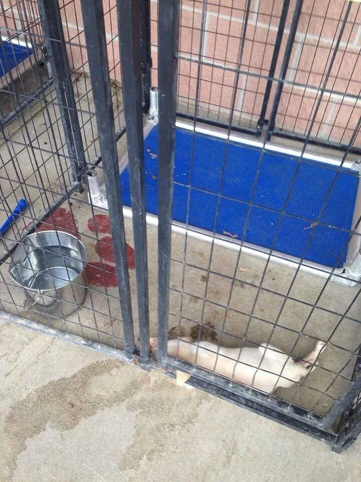 This 5 week old puppy was left behind after her mother was euthanized by San Antonio Animal Care Services due to overcrowding at the shelter.