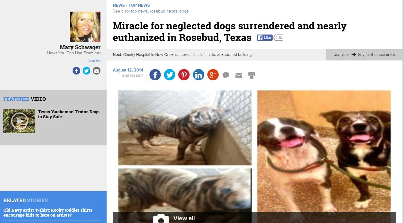 rose and bud headline .jpg