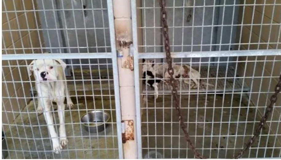 Picture taken at Kenedy Animal Shelter, dead dogs are in the kennel on the right. 