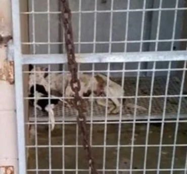 Dead dogs found in a kennel at Kenedy, TX Animal Control