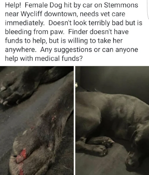 Facebook post for the dog Michelle's friend Cindy made.