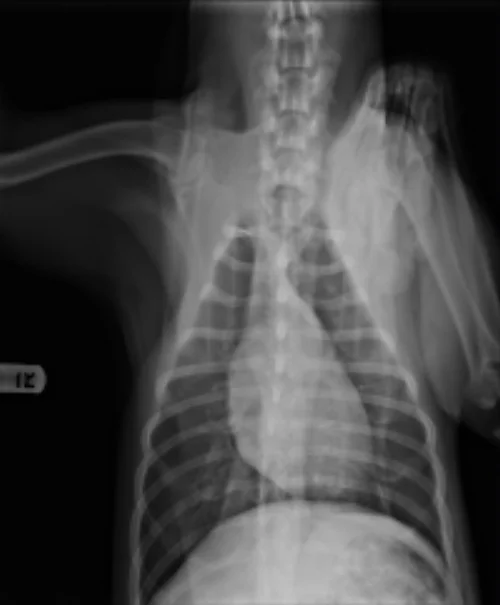 One of Jenna's X-rays showing her shoulder injury. 