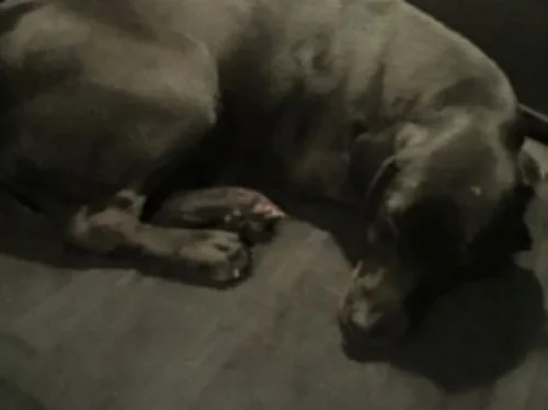 "Jenna" shortly after she was hit by the car.