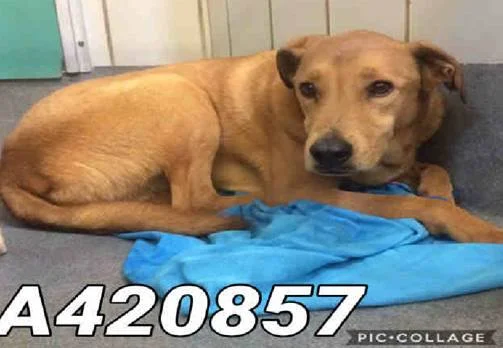 This poor lab is one of 82 dogs seized from a San Antonio area rescue this week. 