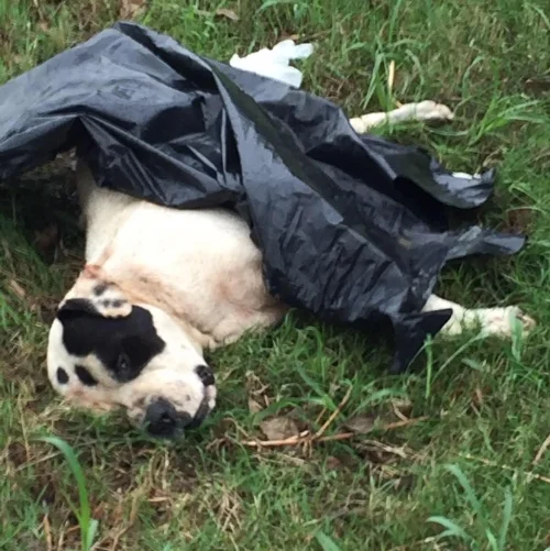 One of hundreds of dead dogs Boss has found dumped along Dowdy Ferry Road in South Dallas. 